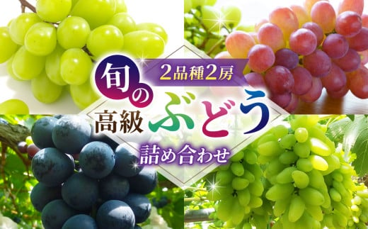 旬の高級ぶどう詰め合わせ ご贈答品 2房