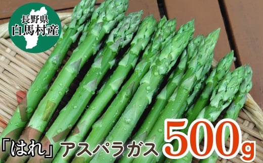 白馬村で育った『はれ』アスパラ 500g /長野県白馬村　採れたて　朝採れ　新鮮　直送　旬　野菜【D0470523】
