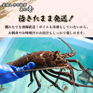 HRISI-80【先行予約・数量限定】宮崎県串間産 天然伊勢エビ(約800g・2匹) 【豊漁丸】