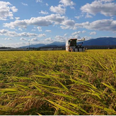 ふるさと納税 神戸町 【令和7年産】岐阜県神戸町:農家直送!岐阜ハツシモ　白米　5kg |  | 03