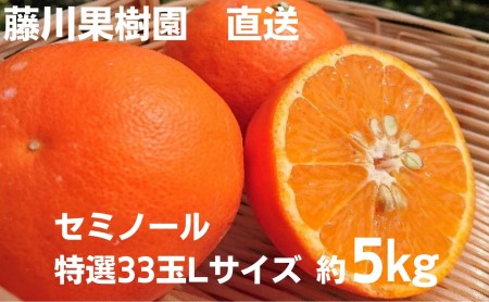 セミノール 特選 Lサイズ 柑橘 セミノール【33玉 約5kg】【先行予約】