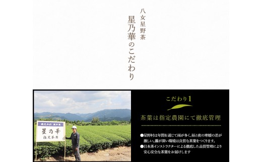 【A5-253】八女星野深蒸し茶100g 3本詰め