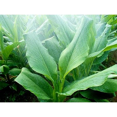 ふるさと納税 屋久島町 屋久島産100%　春ウコン粉末　島黄金(しまこがね) |  | 02