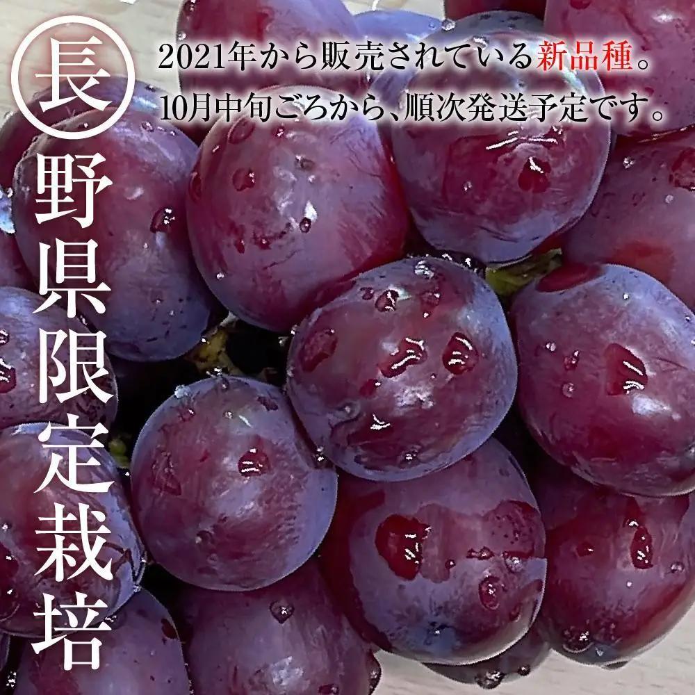 【先行予約】 B 2026 P クイーンルージュ® 粒どり6パック 約1kg弱  (2026年10月中旬頃～順次発送）長野県産 　国際特許有機肥料栽培