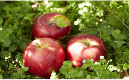 【煌め希りんご園】りんごジュース ギフトセット 335ml×5本 品種ミックス【 りんご ジュース 飲料 化粧箱入り 岩手 陸前高田 】 RT2353