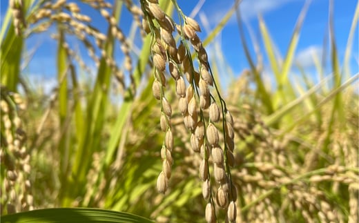 【先行予約】新米 つや姫 精米 5kg 10月上旬発送 令和8年産 2026年産 山形県産 ※沖縄・離島への配送不可 on-tsxxb5-10f
