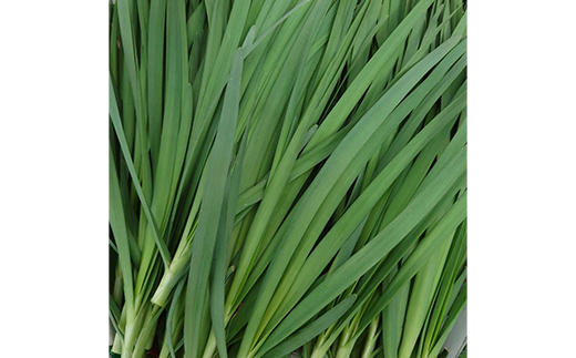山形県 戸沢村産 にら 2kg(20束) 2026年5月下旬から順次発送 国産 野菜 やさい 韮 ニラ 料理 餃子 炒め物 惣菜 自宅 家庭 F7W-0337