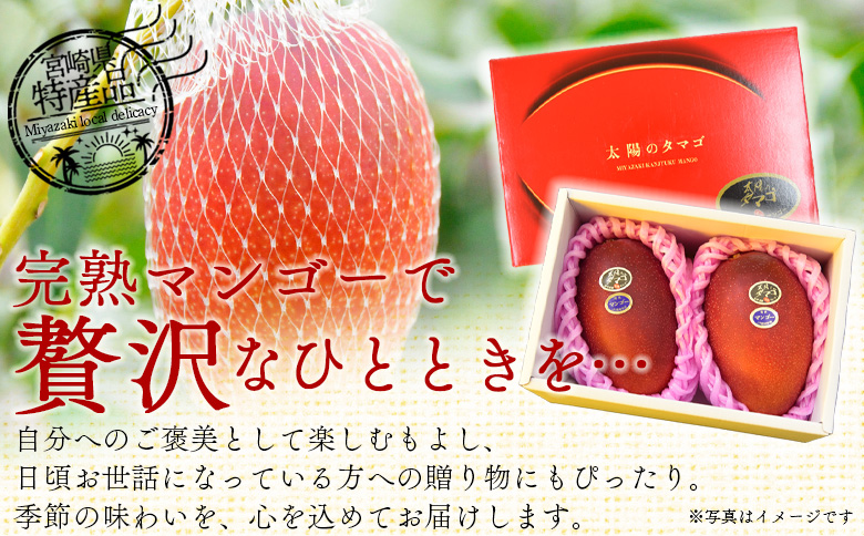 ＜宮崎県産完熟マンゴー 太陽のタマゴ 2L 合計1玉＞入金確認後、2025年7月中旬～下旬迄に順次出荷【 選べる 個数 内容量 大きさ サイズ 国産 かんじゅく とろける 果物 果実 フルーツ 南国 
