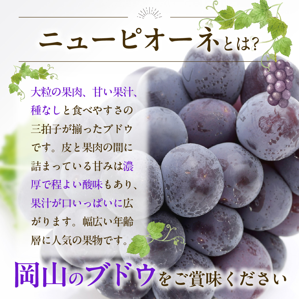 【2027年発送分・先行予約開始！】岡山県産 白桃とニューピオーネのセット（令和9年7月以降発送）【先行受付 先行予約 白桃 ニューピオーネ セット 詰合せ フルーツ 果物 もも 桃 モモ 葡萄 ぶど