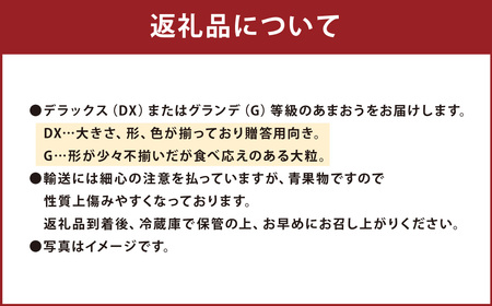 福岡産【冬】あまおう4パック いちご 苺 イチゴ 果物 くだもの フルーツ 冷蔵 【2024年11月下旬～2025年1月下旬発送予定】