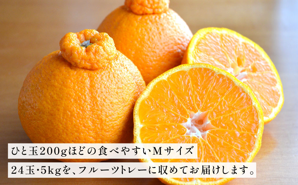 紫川デコ(不知火) Mサイズ 24玉入 計5kg程