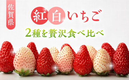 【全4回定期便】いちごさん・パールホワイト / いちご いちご いちご いちご いちご いちご いちご / 佐賀県 / かわさきいちご [41ASBJ005]