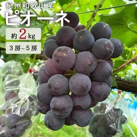 紀州和歌山産ピオーネ　約2kg【日高町】【配送不可地域：離島・北海道・沖縄県】【1217236】