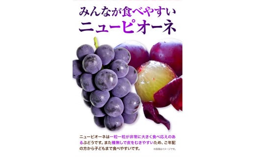 先行予約 岡山県産 ニューピオーネ （1房680g以上） 1房入り 種無し ぶどう 令和8年産先行受付《2026年9月中旬-10月下旬頃出荷》【配送不可地域あり】H-33b
