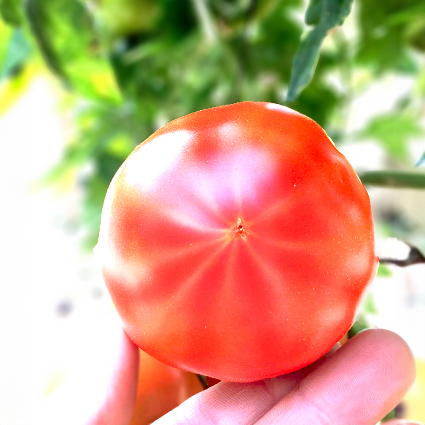 フルーツトマト「海部川のしずく」約1.2kg トマト とまと tomato