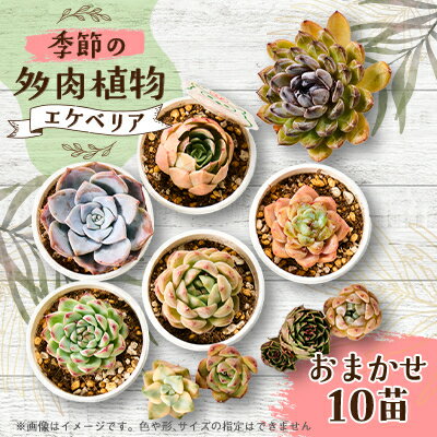 【ふるさと納税】季節のおまかせ多肉植物10苗セット【1394679】