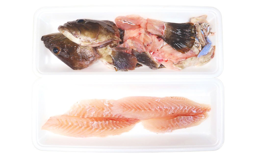 長崎の森で育てた『幻のクエ』 刺身用 5～6人前（1kg～2kg前後）／ 海鮮 魚介 刺身 クエ 鍋 高級魚 長崎県 長崎市