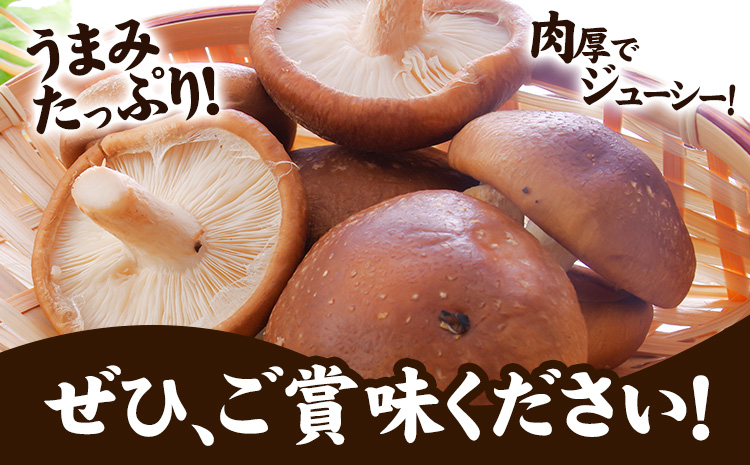 『訳あり』生しいたけ 200g×3袋(サイズ混合) ※離島不可 一般財団法人さなごうち 《90日以内に出荷予定(土日祝除く)》│ しいたけ 椎茸 シイタケ 生 大ぶり 食べ応え 厚い しいたけ 訳あり