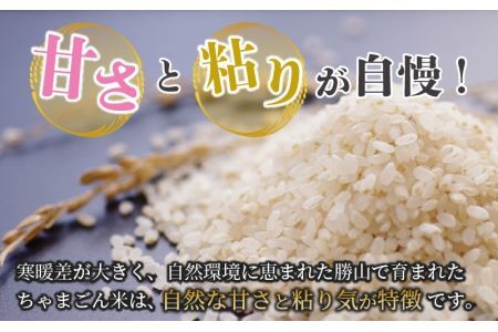 令和5年産　勝山産コシヒカリ　ちゃまごん米　5kg　精米 [A-010001]