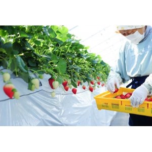 春イチゴ『とちおとめ』(260g×4パック)_果物・フルーツ いちご  イチゴ 苺_【配送不可地域：離島】【1389986】