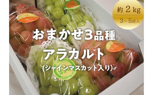 KF-B025-02【きよとうファーム】秋のぶどう３品種詰め合わせ（シャインマスカット入り）3-5房/計2.0kg~ (岡山県産)