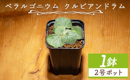 
                  クルビアンドラム ペラルゴニウム - 植物 インテリア ナチュラル 自然 グリーン 観葉植物 おしゃれ 癒し かわいい ふわふわ 多肉植物 塊根植物 サキュレントフィールド Succulent field 高知県 香南市 常温 cc-0022
                