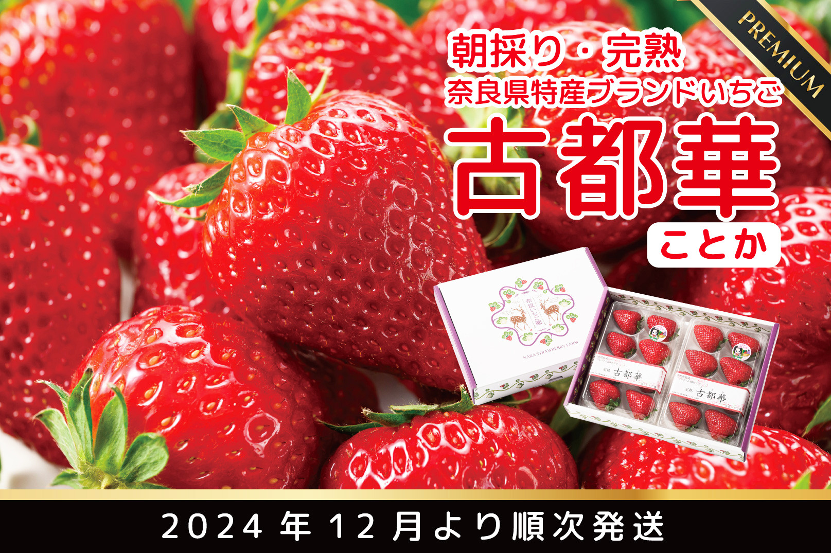 
            先行予約 数量限定 朝採り 完熟 12月より順次発送奈良県特産 朝採り高級ブランドいちご「古都華」 // いちご イチゴ 古都華 フルーツ 果物 旬 限定  ブランド 朝採り 完熟 いちご ことか イチゴ 先行予約 古都華 数量限定 古都華 甘い 先行受付 予約
          