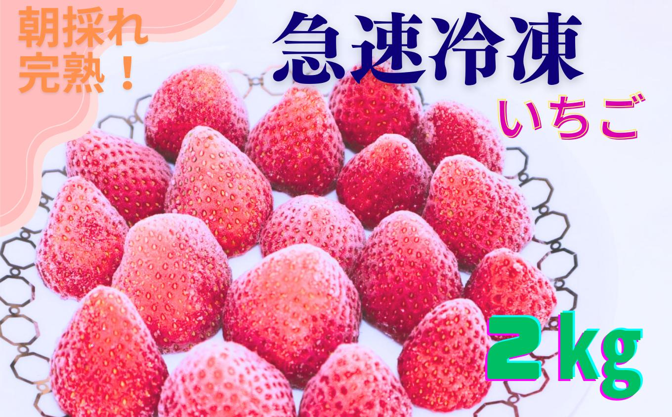 
【★先行予約】【千葉県君津市　渡邉いちご園】　完熟・急速冷凍いちご 2㎏ | 苺 いちご イチゴ 果物 フルーツ 果実 果汁 冷凍 冷凍食品 冷凍いちご 朝採り 完熟 新鮮 大容量 オススメ 千葉県 君津市 きみつ 令和7年4月以降順次発送 1kg 2kg 3kg 4
kg
