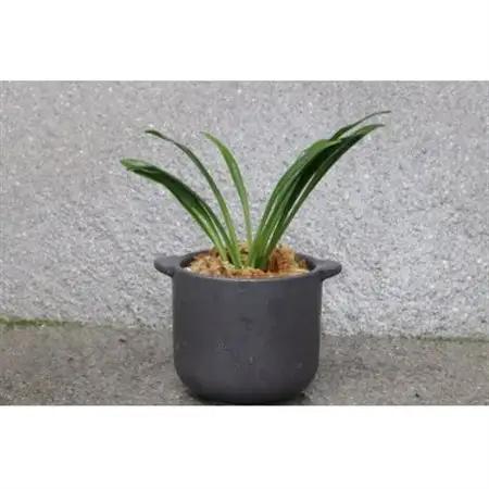 はじめての縁起植物!おもとデビューセット(小株・鉢仕立て)【1655544】
