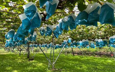 【先行予約（2025年9月より順次発送）】【満足の2～3房】こだわりのシャインマスカット 約1.2kg 山形県産 FSY-2088