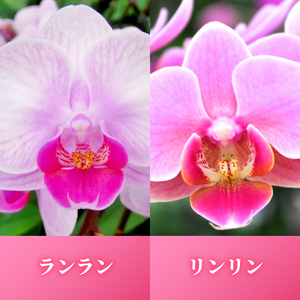 お取り分けできる胡蝶蘭 ミディー胡蝶蘭 ピンク系 8号 7本立ち ラッピング付き 【 胡蝶蘭 】