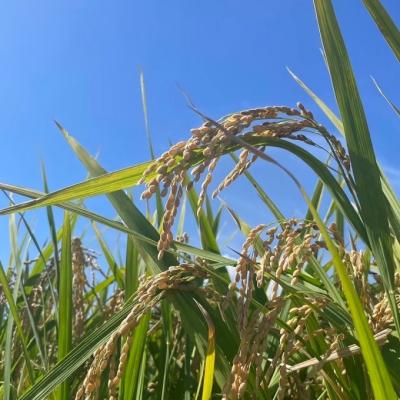 ふるさと納税 小郡市 定期便12ヶ月 米 5kg 令和7年度産 ひのひかり 筑後小郡産 農家直送[No5354-2314] |  | 03