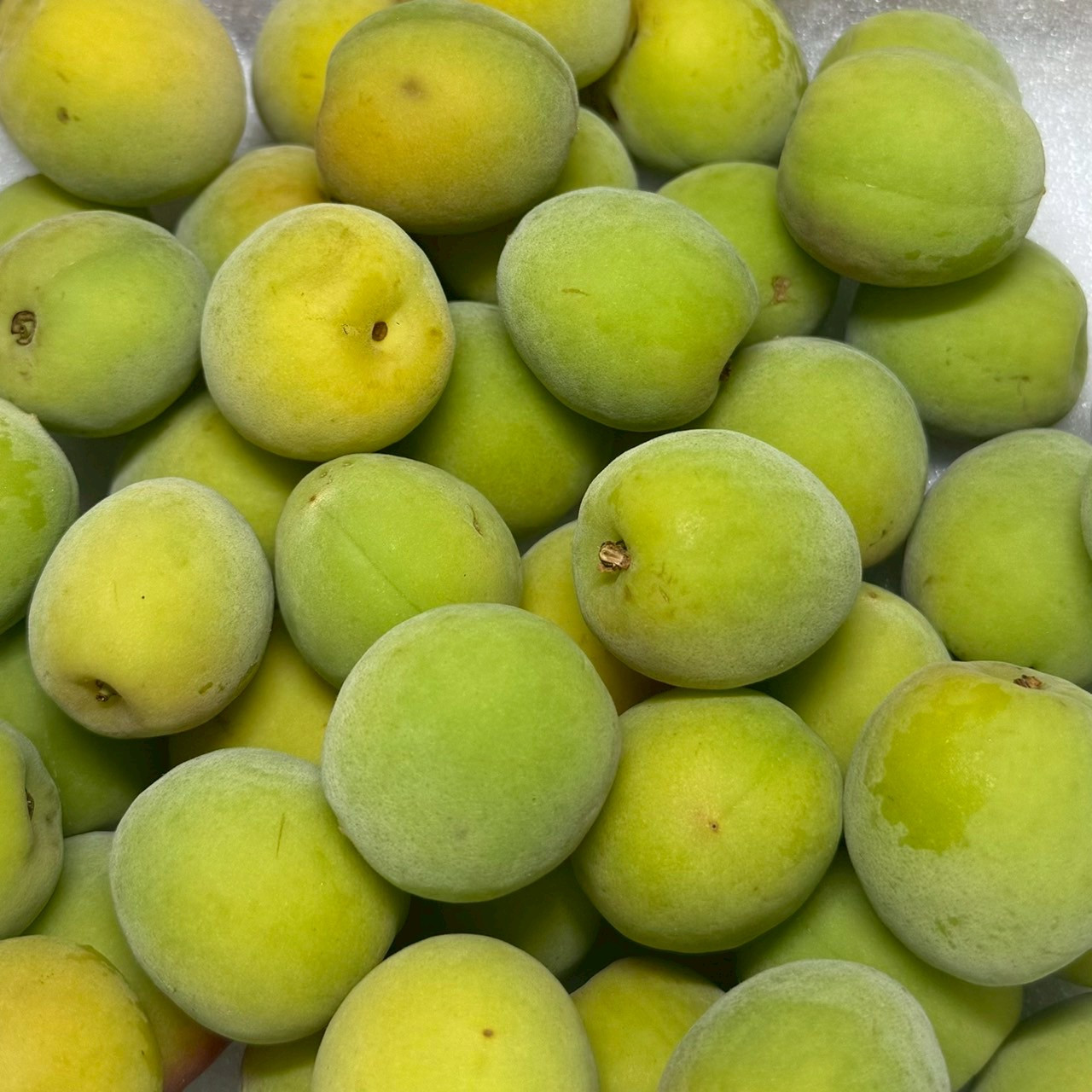 青梅 南高梅 5kg DJ072_イメージ3