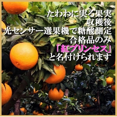 柑橘界のサラブレット!!「まどんな」と「甘平」を親に持つ!!　「紅プリンセス」2キロ【D39−76】【配送不可地域：離島】【1621674】