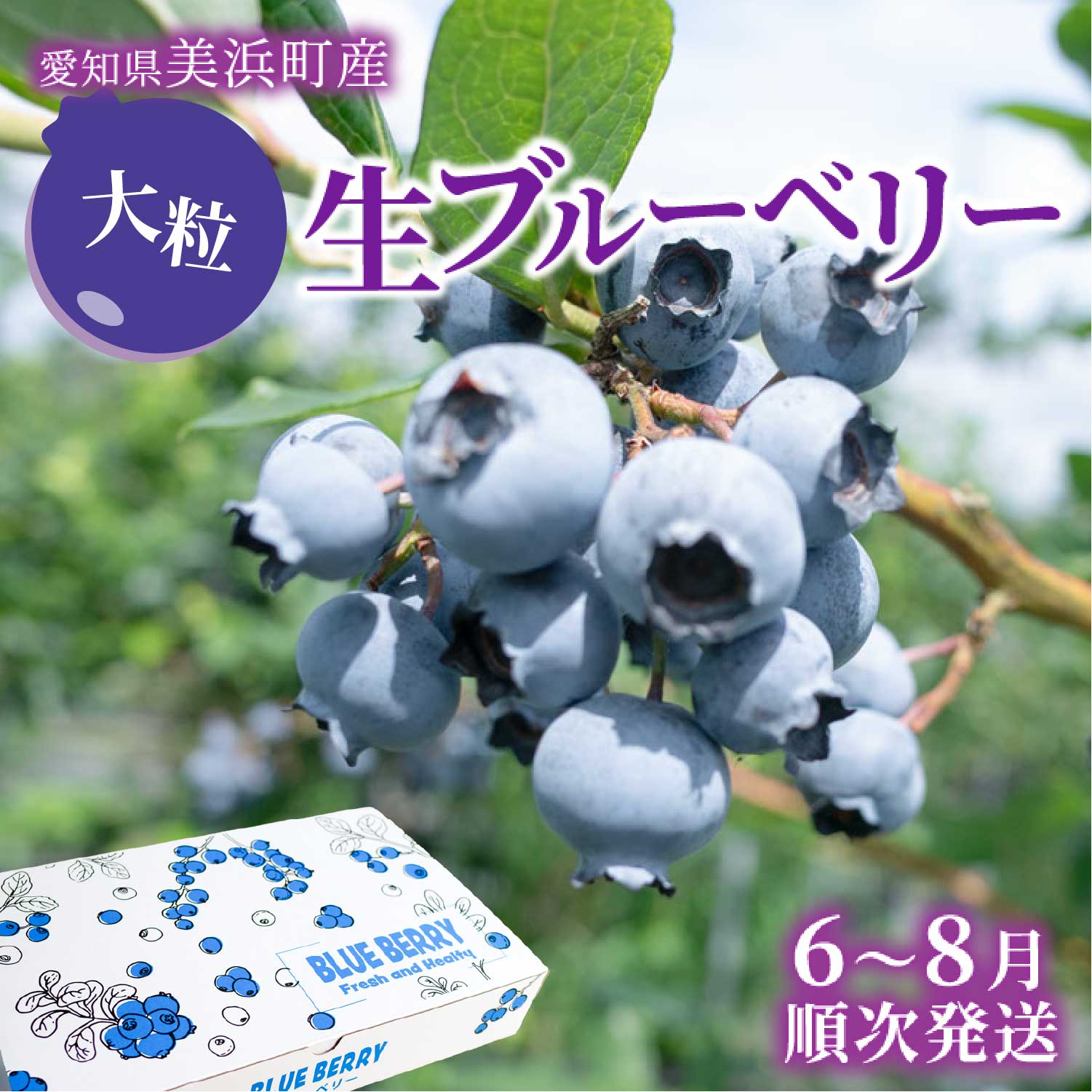 【ふるさと納税】＼選べる内容量／大粒ブルーベリー品種ミックス 果物 くだもの フルーツ ヨーグルト ジャム 国産 愛知県産 ※2026年6月上旬～8月上旬頃に順次発送予定 ※北海道・沖縄・離島への配送不可