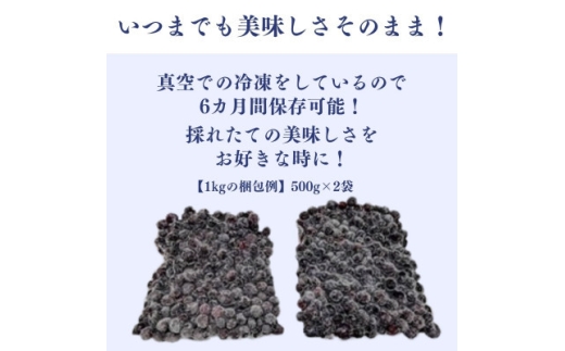 【毎月定期便】冷凍ブルーベリー1kg(500g×2パック)全3回【4092938】