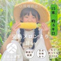 【ふるさと納税】＜2026年6月発送＞【完熟メロンのように甘い】朝採り!スイートコーン　約6kg15本前後【プレゼントにもオススメ】 | 野菜 やさい 食品 人気 おすすめ 送料無料