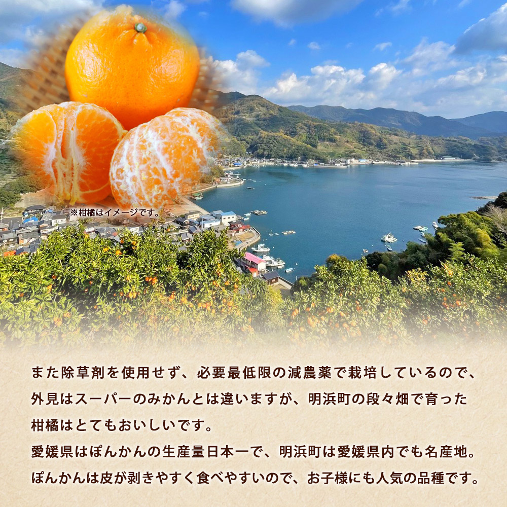 ぼちぼち農園のぽんかん5kg　家庭用