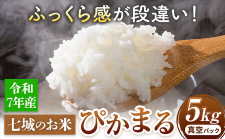 七城のお米 ぴかまる 5kg 真空パッケージ 白米 精米 令和7年産 堀田農場《30日以内に出荷予定(土日祝除く)》お米 熊本県 菊池市 熊本県産 九州産 送料無料