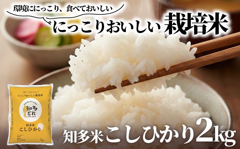 
                  知多米 こしひかり 2kg 米 コシヒカリ こめ お米 主食 白米 人気 ふるさと納税米 ふるさと納税こめ ふるさと納税お米 愛知県  知多 特産品 南知多町
                