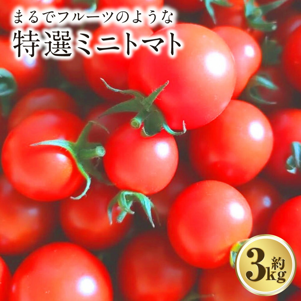 【ふるさと納税】まるでフルーツのような特選ミニトマト 3kg×1箱 熊本県産 ミニトマト 高糖度 トマト 野菜 熊本産 九州 熊本県 送料無料 【2025年12月下旬発送開始】