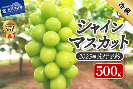 【2025年先行予約】ジューシーで甘さ抜群　厳選シャインマスカット500g　シャインマスカット ぶどう シャイン フルーツ 果物 先行予約 山梨 富士吉田