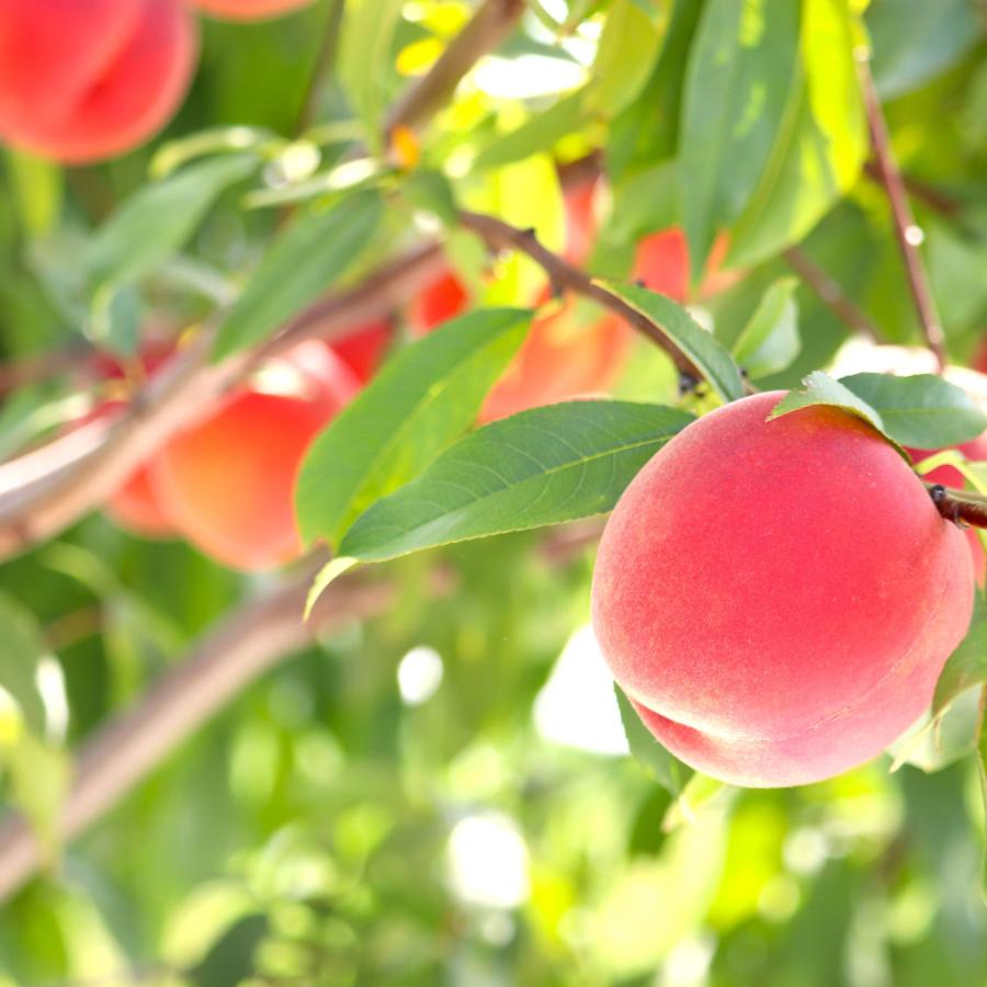 【もったいない！を食べよう】＜晴れの実り。とかちもも＞白桃【訳あり品】2kg