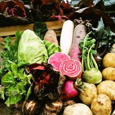 ふるさと納税 神埼市 年間定期便12回 バーニャカウダ野菜セットラージ 16品 (H078122) |  | 01