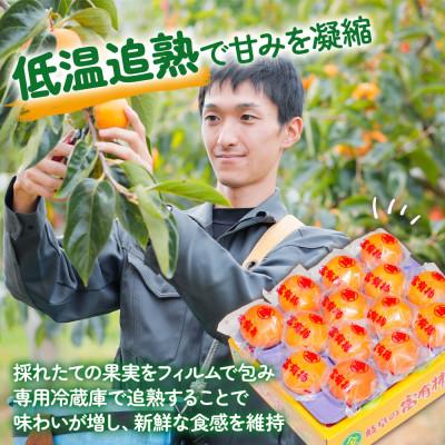 ふるさと納税 本巣市 丸金青果 富有柿 Lサイズ (14個入) 低温追熟【甘みがきわだつ、低温追熟した富有柿をお届け!】 |  | 02