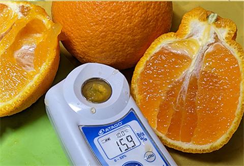 『先行予約』【令和7年3月上旬発送】味香デコ 3kg 新品種 果皮も美味しく食べられる！フルーツ 果物 デザート 柑橘