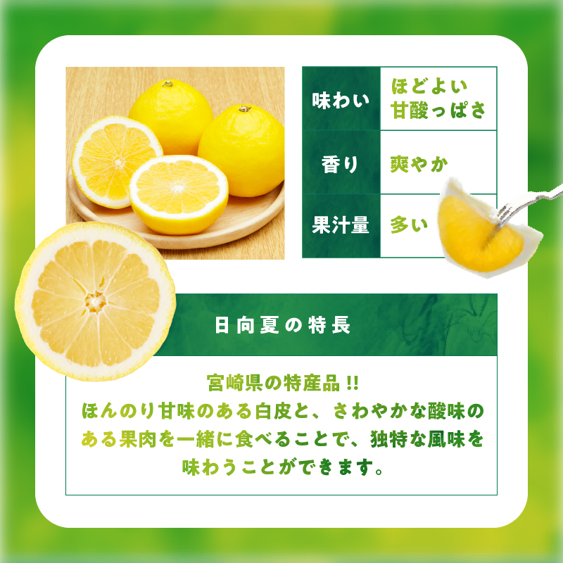 ≪内容量が選べる≫ 先行予約 日向夏 化粧箱入り 期間限定 数量限定 果物 フルーツ くだもの 柑橘 みかん 令和8年発送 ジュース フルーツサンド おやつ デザート 国産 食品_S-B216-23_