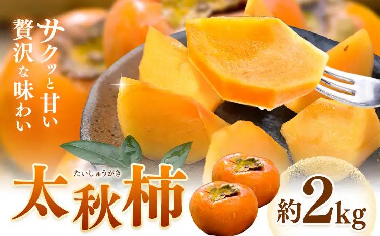 【先行予約】柿 太秋柿 たいしゅうがき 約2kg 日本フルーツ株式会社《2026年9月上旬-10月下旬頃出荷》熊本県 菊池市  秋の味覚 果物 くだもの フルーツ デザート