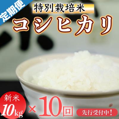 ふるさと納税 三原村 新米先行受付!令和7年産(精白米)　特別栽培米　こしひかり10kg×10袋
