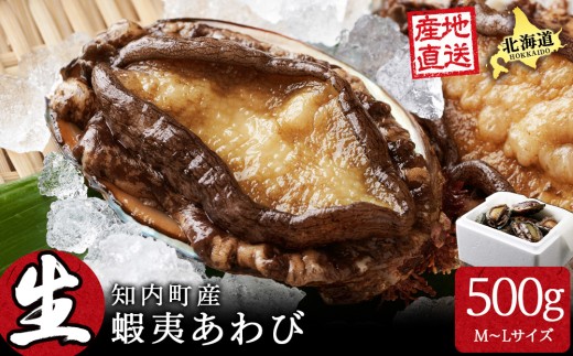 北海道 知内産　天然活あわび約500g（M～L詰め合わせ）≪上磯漁業協同組合≫